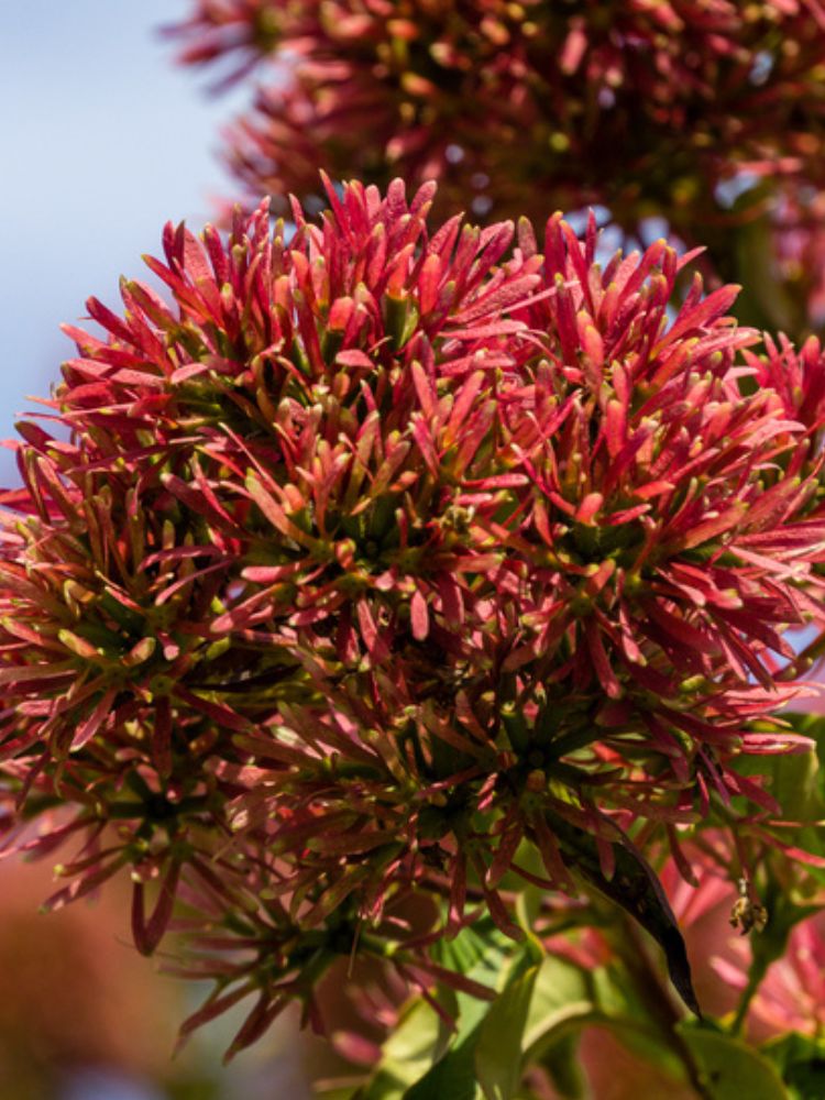 Sieben-Söhne-des-Himmels-Strauch, Heptacodium miconioides 'Temple of Bloom' ® kaufen im Online-Shop der Bohlken Baumschulen
