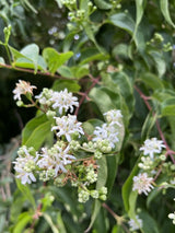 Sieben-Söhne-des-Himmels-Strauch, Heptacodium miconioides 'Temple of Bloom' ® kaufen im Online-Shop der Bohlken Baumschulen
