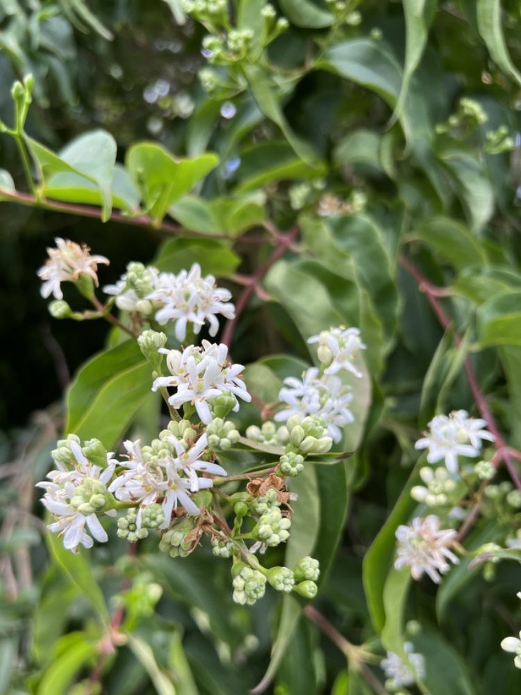 Sieben-Söhne-des-Himmels-Strauch, Heptacodium miconioides 'Temple of Bloom' ® kaufen im Online-Shop der Bohlken Baumschulen