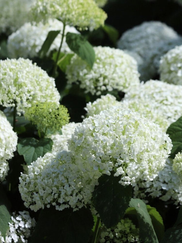 Bild von Zwerg-Ballhortensie 'BellaRagazza'® 'Blanchetta' im Onlineshop von Bohlken Pflanzenversand GbR