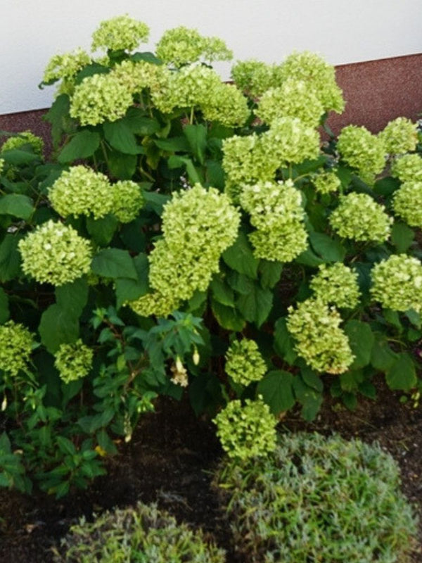 Zwerg-Ballhortensie, Hydrangea arborescens 'Bella Ragazza ® Limetta' kaufen im Online-Shop der Bohlken Baumschulen
