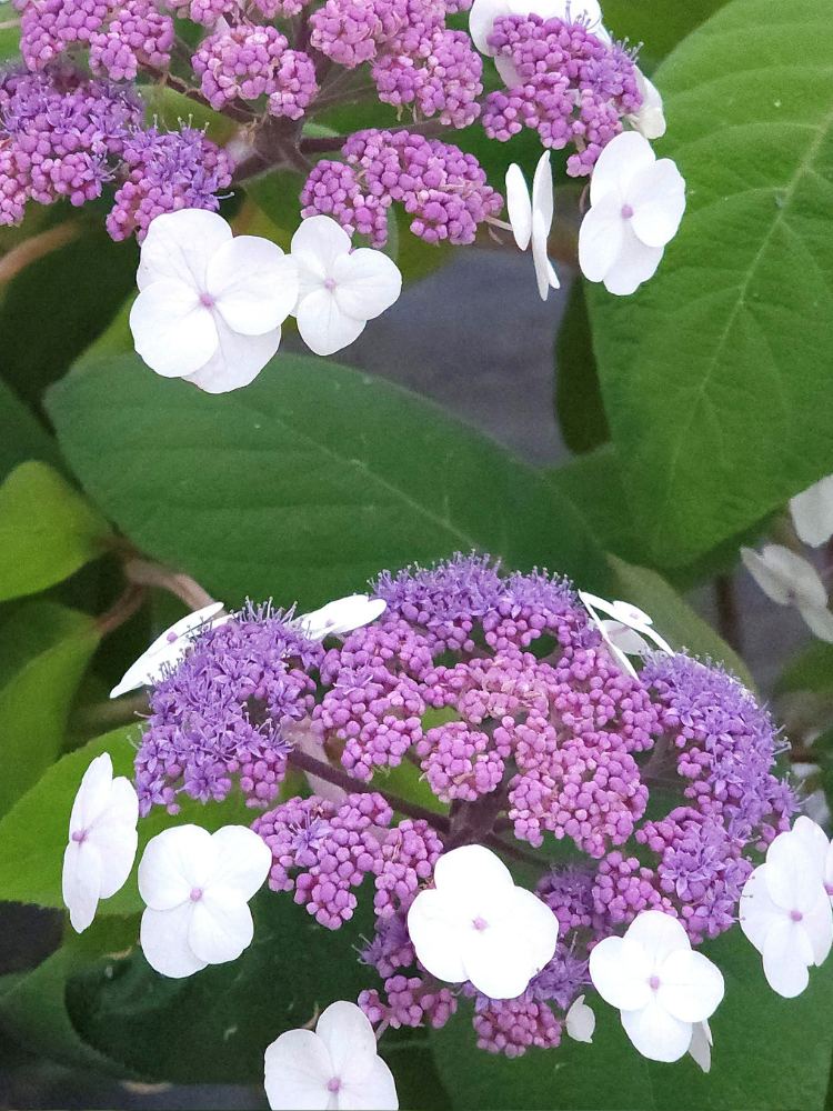 Artikelbild für Samthortensie Hydrangea aspera 'Macrophylla' im Onlineshop der Bohlken Baumschulen