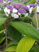 Artikelbild für Samthortensie Hydrangea aspera 'Macrophylla' im Onlineshop der Bohlken Baumschulen