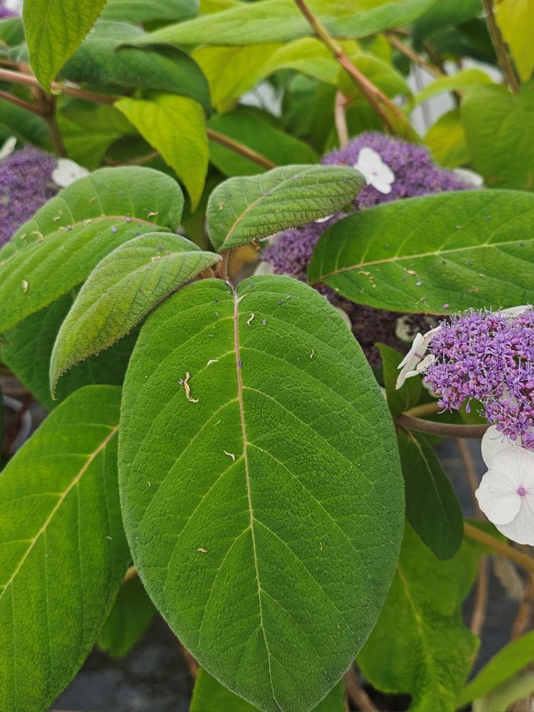 Artikelbild für Samthortensie Hydrangea aspera 'Macrophylla' im Onlineshop der Bohlken Baumschulen