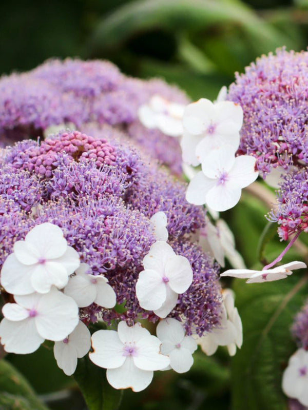 Fellhortensie, Samthortensie, Hydrangea aspera 'Mauvette' kaufen im Online-Shop der Bohlken Baumschulen