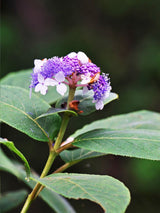 Artikelbild für Hüllblatt-Hortensie Hydrangea involucrata im Onlineshop der Bohlken Baumschulen