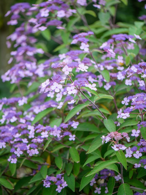 Artikelbild für Hüllblatt-Hortensie Hydrangea involucrata im Onlineshop der Bohlken Baumschulen