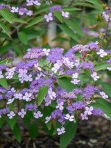 Artikelbild für Hüllblatt-Hortensie Hydrangea involucrata im Onlineshop der Bohlken Baumschulen