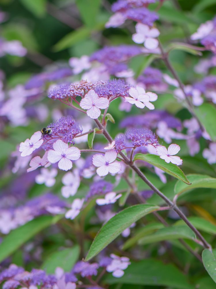 Artikelbild für Hüllblatt-Hortensie Hydrangea involucrata im Onlineshop der Bohlken Baumschulen