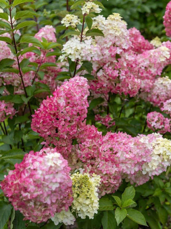Artikelbild für Rispenhortensie Hydrangea paniculata 'Fraise Melba'® im Onlineshop der Bohlken 