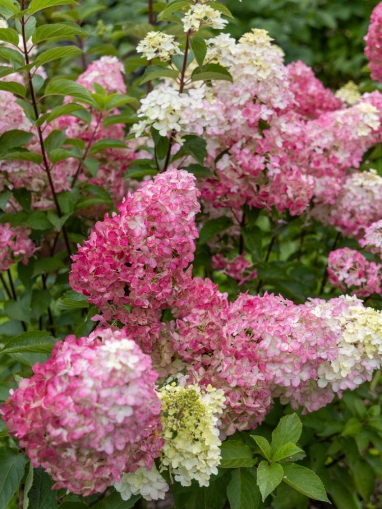 Artikelbild für Rispenhortensie Hydrangea paniculata 'Fraise Melba'® im Onlineshop der Bohlken 