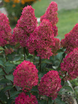 Artikelbild für Rispenhortensie Hydrangea paniculata 'Fraise Melba'® im Onlineshop der Bohlken 