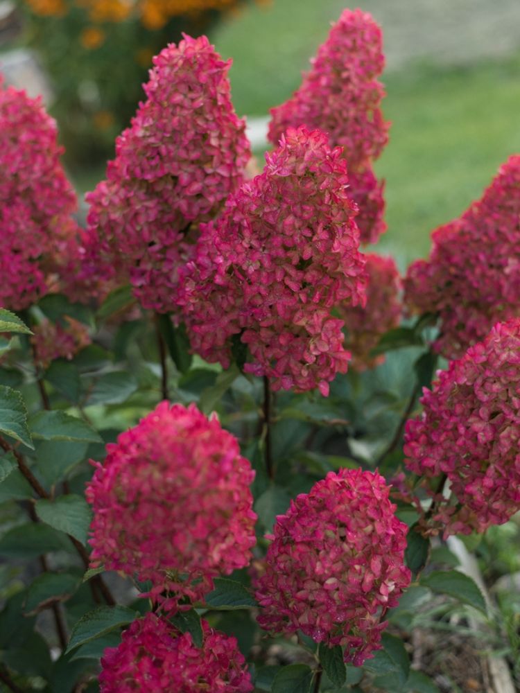 Artikelbild für Rispenhortensie Hydrangea paniculata 'Fraise Melba'® im Onlineshop der Bohlken 