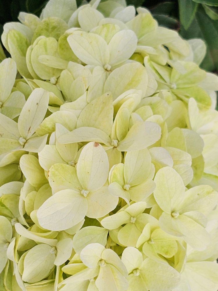 Rispenhortensie, Hydrangea paniculata 'Little Spooky' ® kaufen im Online-Shop der Bohlken Baumschulen