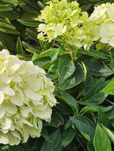 Rispenhortensie, Hydrangea paniculata 'Little Spooky' ® kaufen im Online-Shop der Bohlken Baumschulen