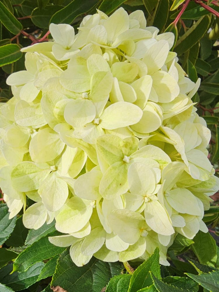 Rispenhortensie, Hydrangea paniculata 'Little Spooky' ® kaufen im Online-Shop der Bohlken Baumschulen