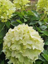 Rispenhortensie, Hydrangea paniculata 'Little Spooky' ® kaufen im Online-Shop der Bohlken Baumschulen