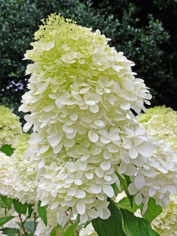 Rispenhortensie, Hydrangea paniculata 'Magical Matterhorn' ® kaufen im Online-Shop der Bohlken Baumschulen