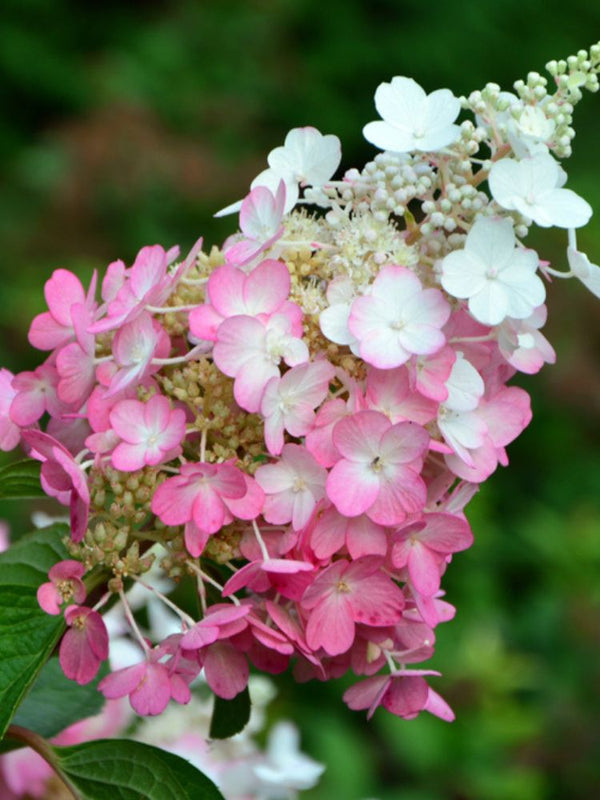 Hydrangea paniculata 'Pinky Winky' ®, Rispen Hortensie 'Pinky Winky'®  im Onlineshop der Bohlken Baumschulen
