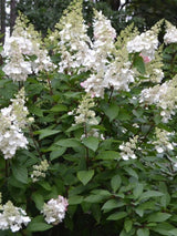 Hydrangea paniculata 'Pinky Winky' ®, Rispen Hortensie 'Pinky Winky'®  im Onlineshop der Bohlken Baumschulen