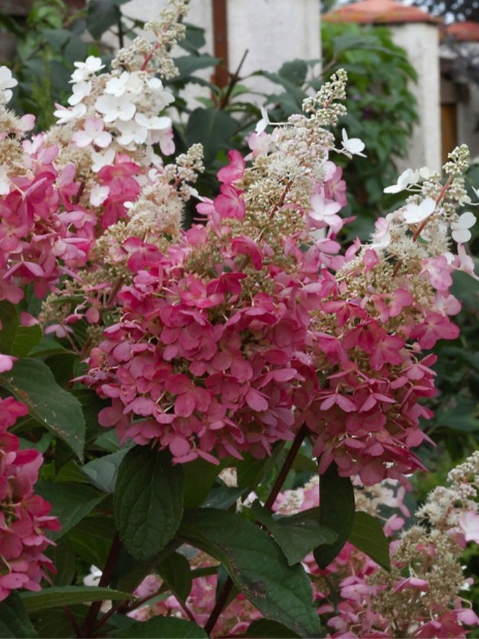 Jetzt Rispenhortensie 'Pinky Winky' ® online kaufen bei Bohlken  Pflanzenversand – Bohlken Pflanzenversand GbR