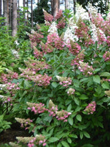Hydrangea paniculata 'Pinky Winky' ®, Rispen Hortensie 'Pinky Winky'®  im Onlineshop der Bohlken Baumschulen