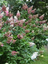 Hydrangea paniculata 'Pinky Winky' ®, Rispen Hortensie 'Pinky Winky'®  im Onlineshop der Bohlken Baumschulen
