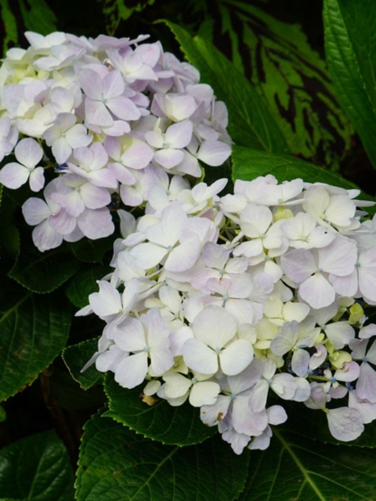 Hortensie, Hydrangea macrophylla x serrata 'Cloudi'® kaufen im Online-Shop der Bohlken Baumschulen