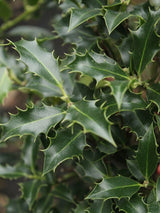Ilex aquifolium 'Alaska', Stechpalme 'Alaska' im Onlineshop der Bohlken Baumschulen