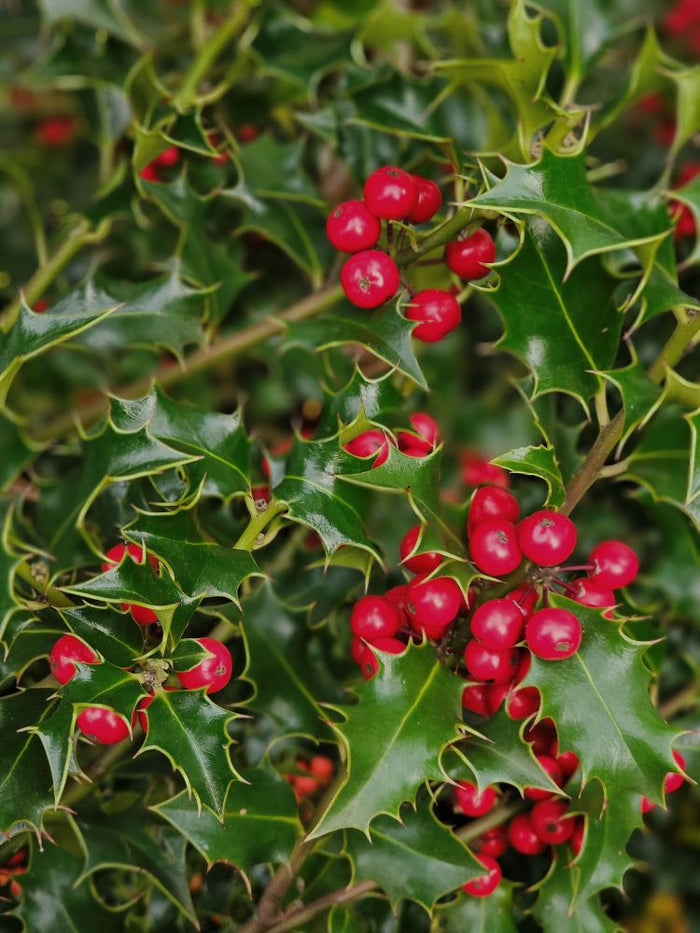 Alle Artikel in der Kategorie Stechpalme / Ilex  Bohlken Pflanzenversand  GbR