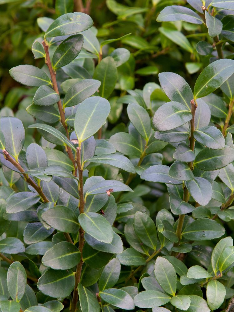 Artikelbild für Bergilex, Stechpalme Ilex crenata 'Robustico'  im Online-Shop der Bohlken Baumschulen