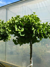 Fächerblattbaum, Ginkgo biloba 'Mariken', Ginkgobaum 'Mariken' im Onlineshop der Bohlken Baumschulen