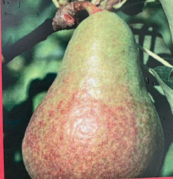 Birne, Pyrus communis 'Harrow Sweet' kaufen im Online-Shop der Bohlken Baumschulen