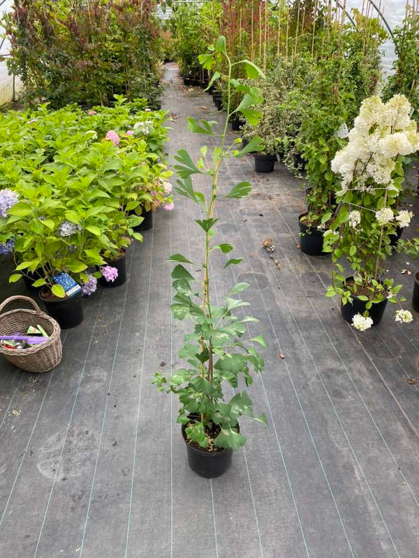 Ginkgo biloba 'Blagon'