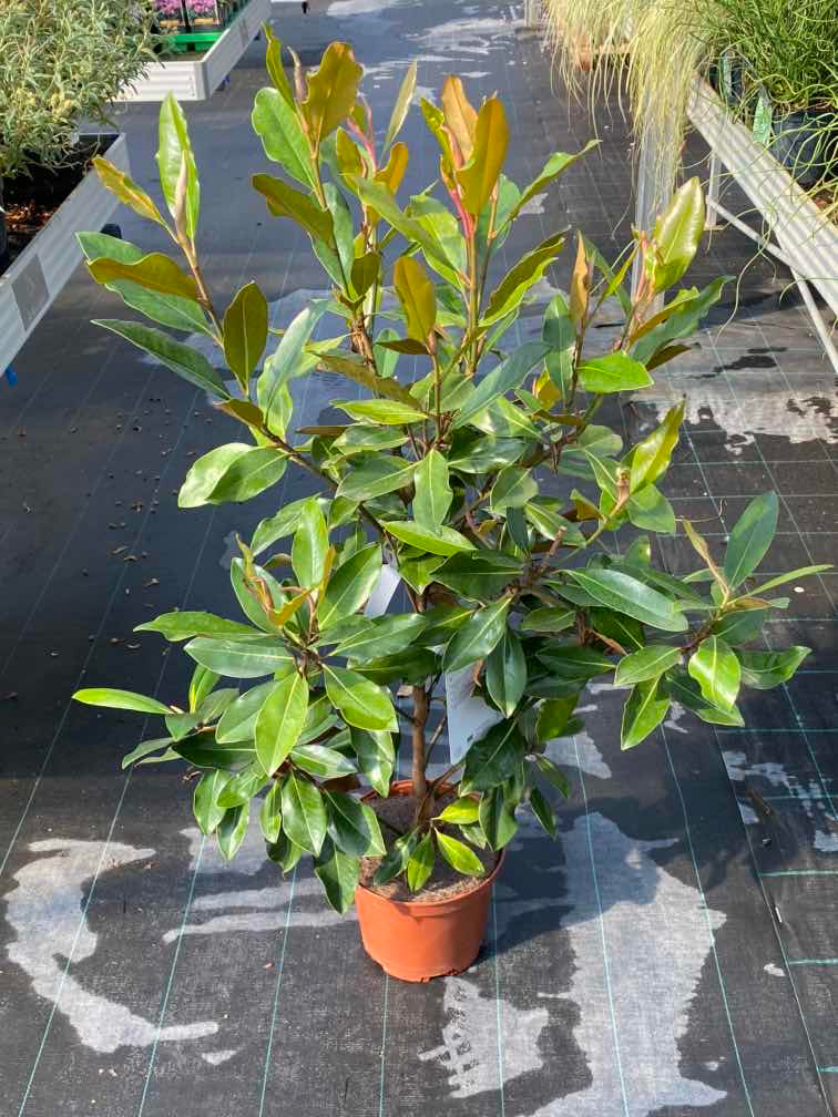 Baum-Magnolie 'Little Gem'