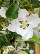 Apfel 'Gravensteiner'