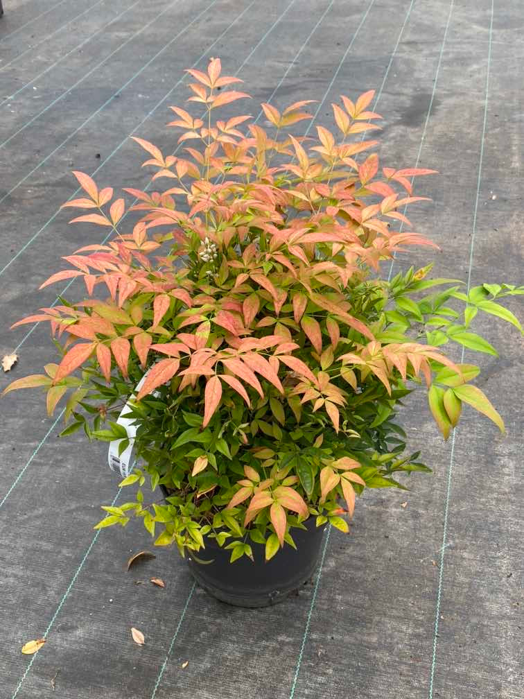 Himmelsbambus, Nandina domestica 'Gulf Stream'  kaufen im Online-shop der Bohlken Baumschulen