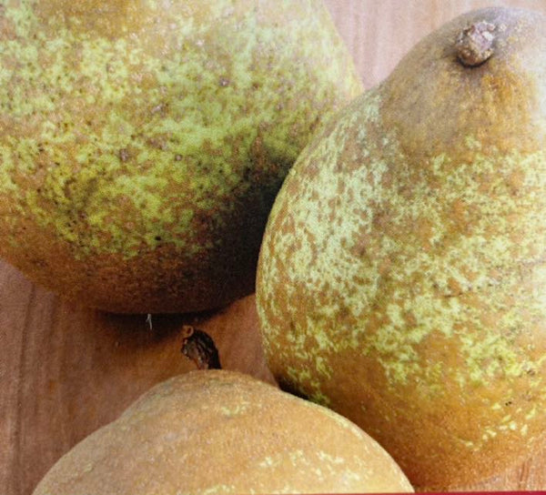 Birne, Pyrus communis 'Alexander Lucas' kaufen im Online-Shop der Bohlken Baumschulen