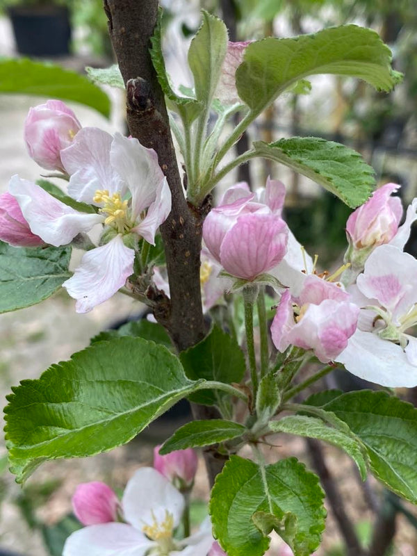 Apfelbaum, Malus domestica 'Wellant'  ® kaufen im Online-Shop der Bohlken Baumschulen