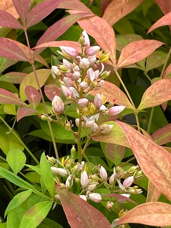 Himmelsbambus, Nandina domestica 'Gulf Stream'  kaufen im Online-shop der Bohlken Baumschulen