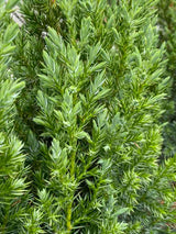 Chinesischer Säulenwacholder, Juniperus chinensis 'Stricta' kaufen im Online-Shop der Bohlken Baumschulen