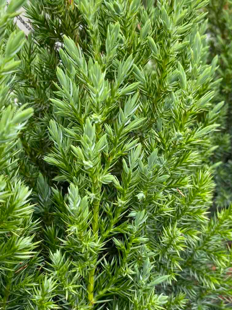 Chinesischer Säulenwacholder, Juniperus chinensis 'Stricta' kaufen im Online-Shop der Bohlken Baumschulen