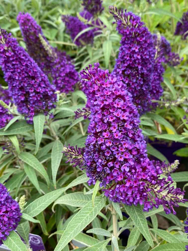 Schmetterlingsstrauch 'Butterfly Candy' ® Little Purple'