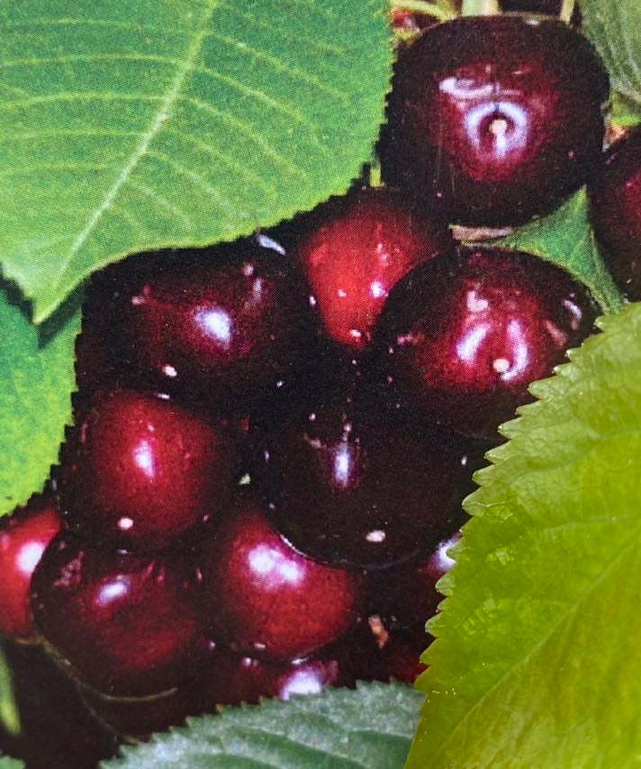 Süßkirsche, Prunus avium 'Hedelfinger Riesenkirsche' kaufen Online-Shop der Bohlken Baumschulen