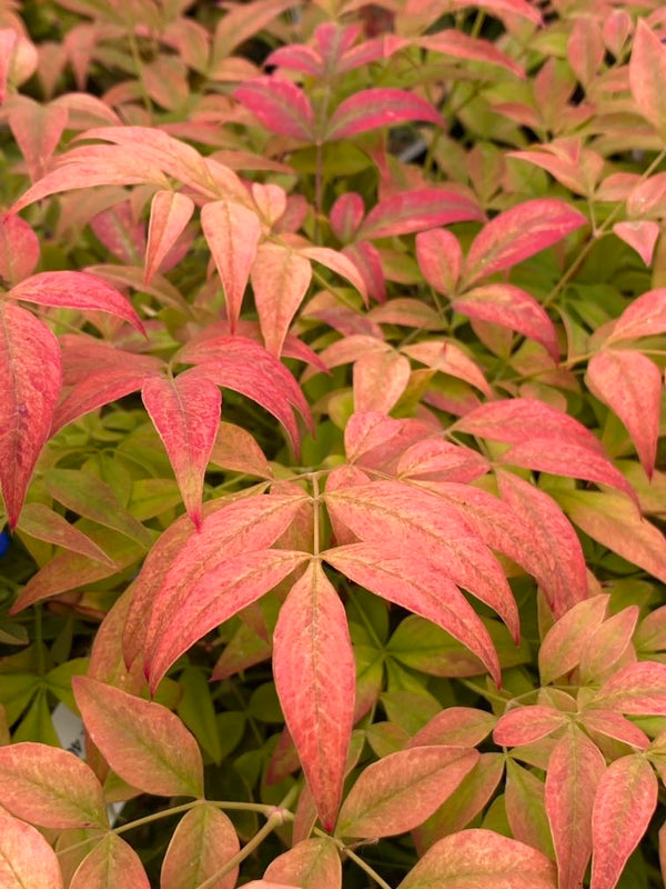 Himmelsbambus, Nandina domestica 'Gulf Stream'  kaufen im Online-shop der Bohlken Baumschulen