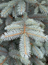 Blaue Stechfichte 'Baby Blue'
