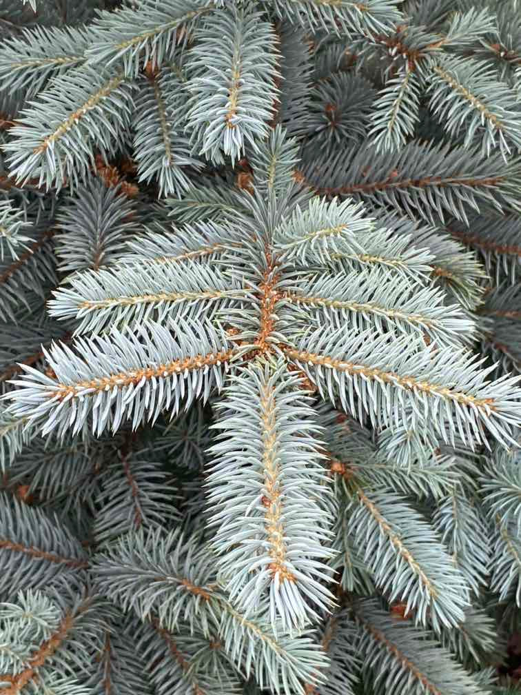 Blaue Stechfichte 'Baby Blue'
