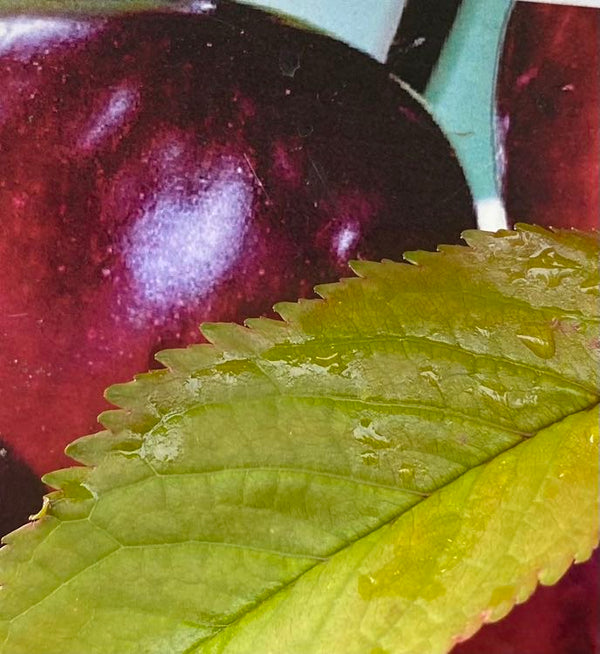 Süßkirsche, Prunus avium 'Regina' kaufen im Online-Shop der Bohlken Baumschulen