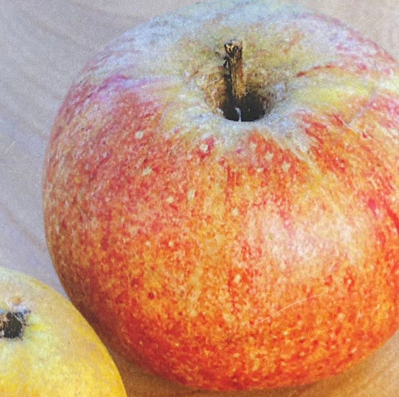 Apfelbaum, Malus domestica 'Cox Orange Renette' kaufen im Online-Shop der Bohlken Baumschulen