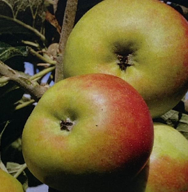 Apfelbaum, Malus domestica 'Roter Berlepsch' kaufen im Online-Shop der Bohlken Baumschulen